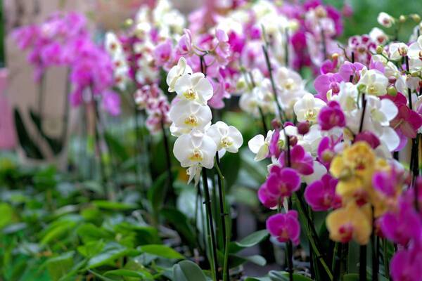 Orquídeas: Flores para casamento