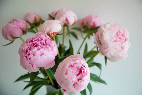 Flores que costumam ser usadas pelos noivos: Peônias