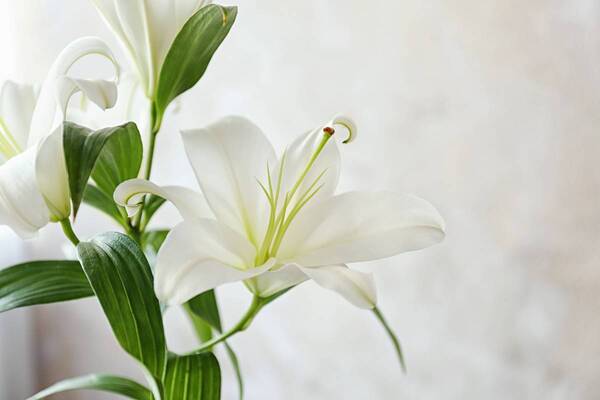 Flores que costumam ser usadas pelos noivos: Lirios